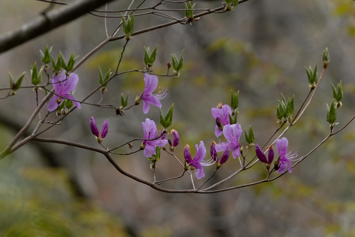 f:id:Jiroviolet:20210423175901j:plain