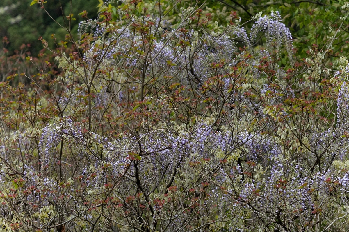 f:id:Jiroviolet:20210508082456j:plain