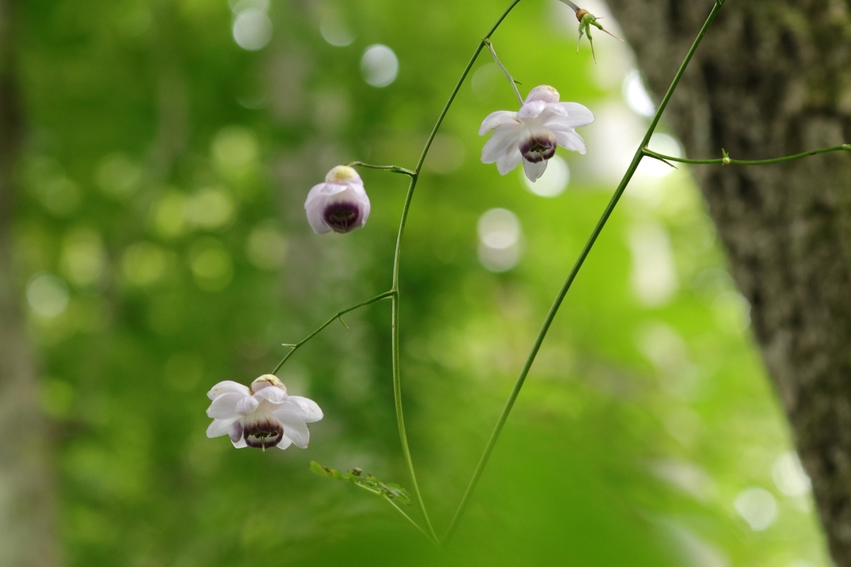 f:id:Jiroviolet:20210608203207j:plain
