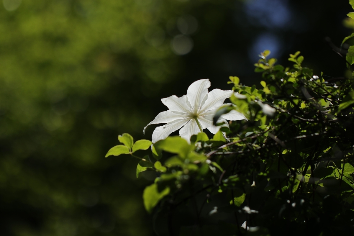 f:id:Jiroviolet:20210608203256j:plain