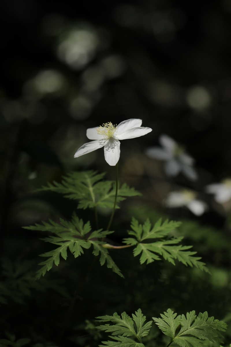 f:id:Jiroviolet:20210608203305j:plain