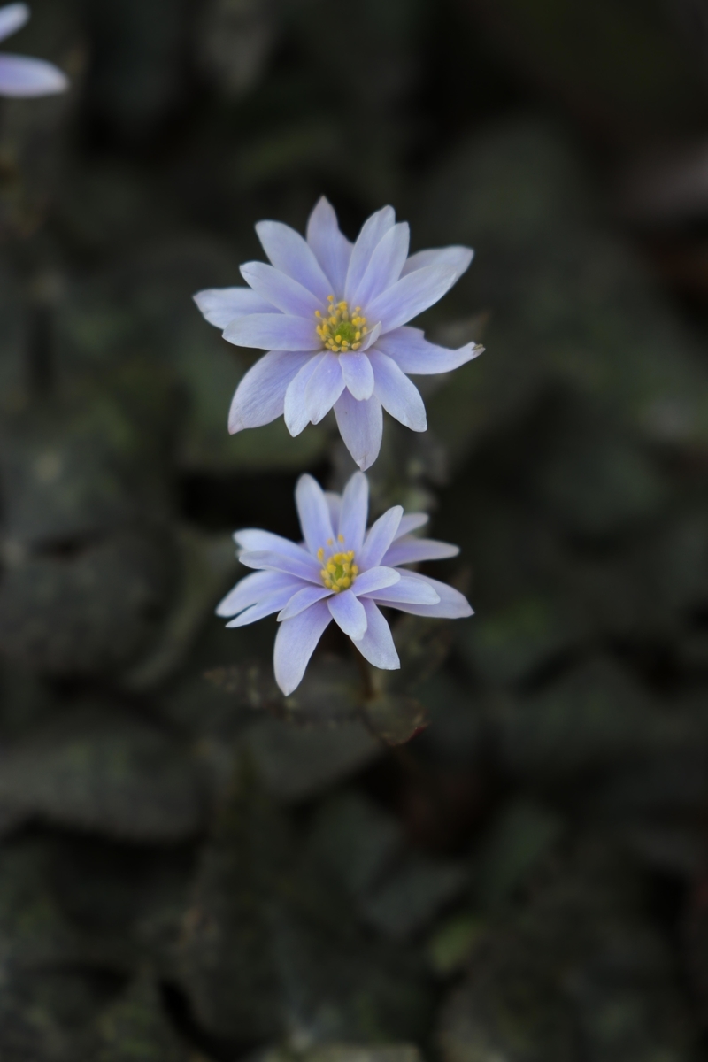 f:id:Jiroviolet:20210608203317j:plain