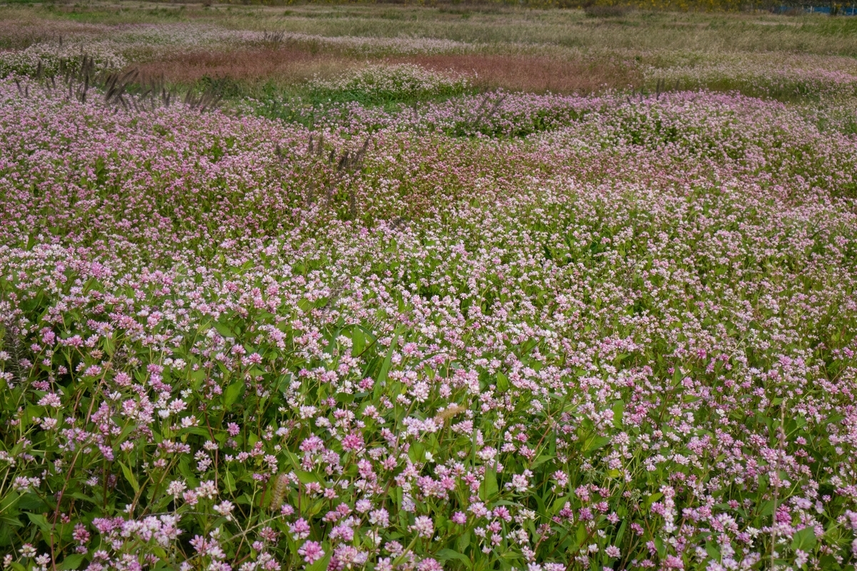 f:id:Jiroviolet:20211105094418j:plain