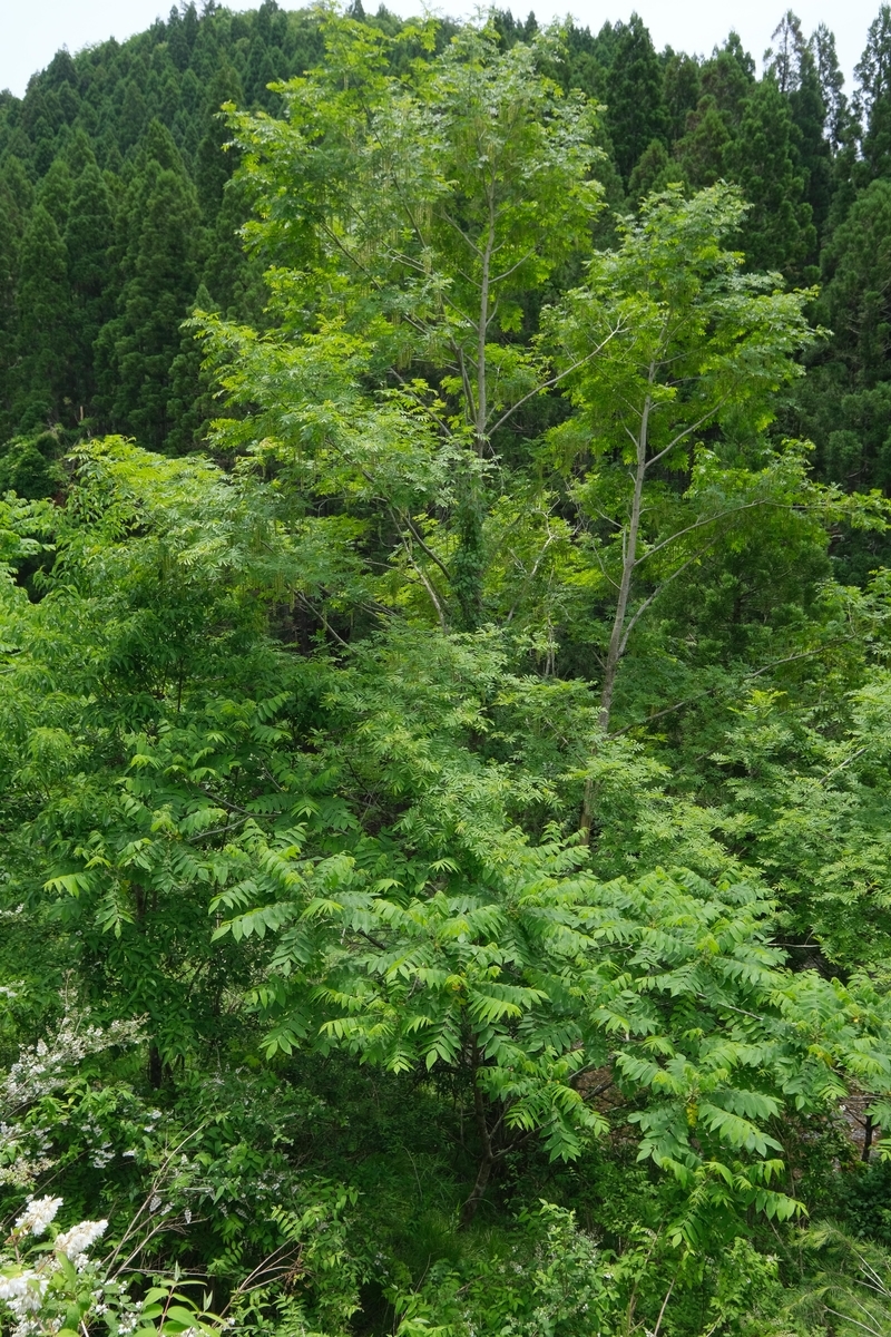 オニグルミ と サワグルミ - INDIANSUMMER 四季の自然と植物