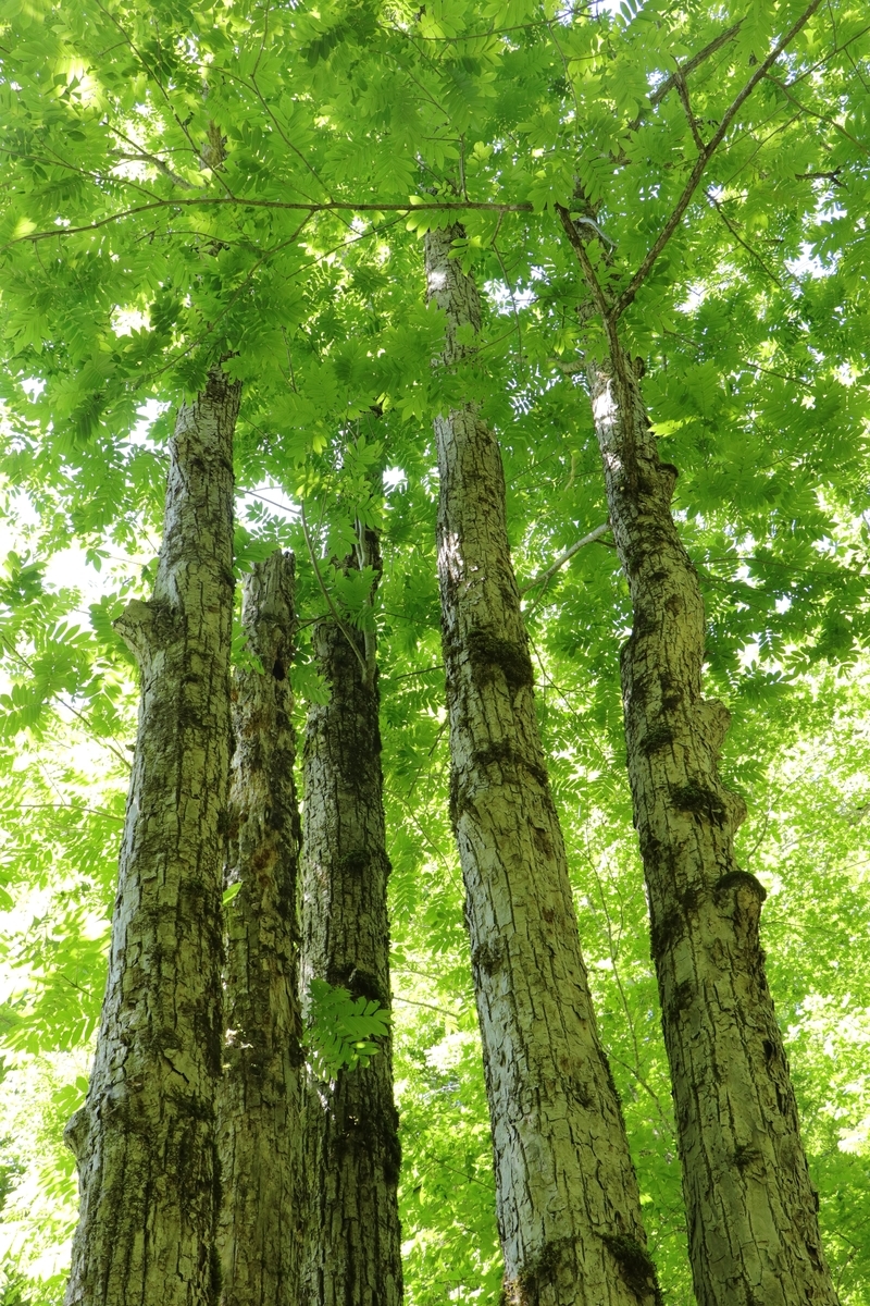 オニグルミ と サワグルミ - INDIANSUMMER 四季の自然と植物