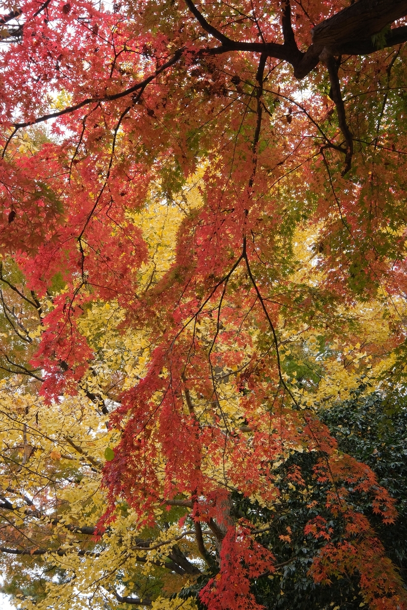 公園樹紅葉 - INDIANSUMMER 四季の自然と植物