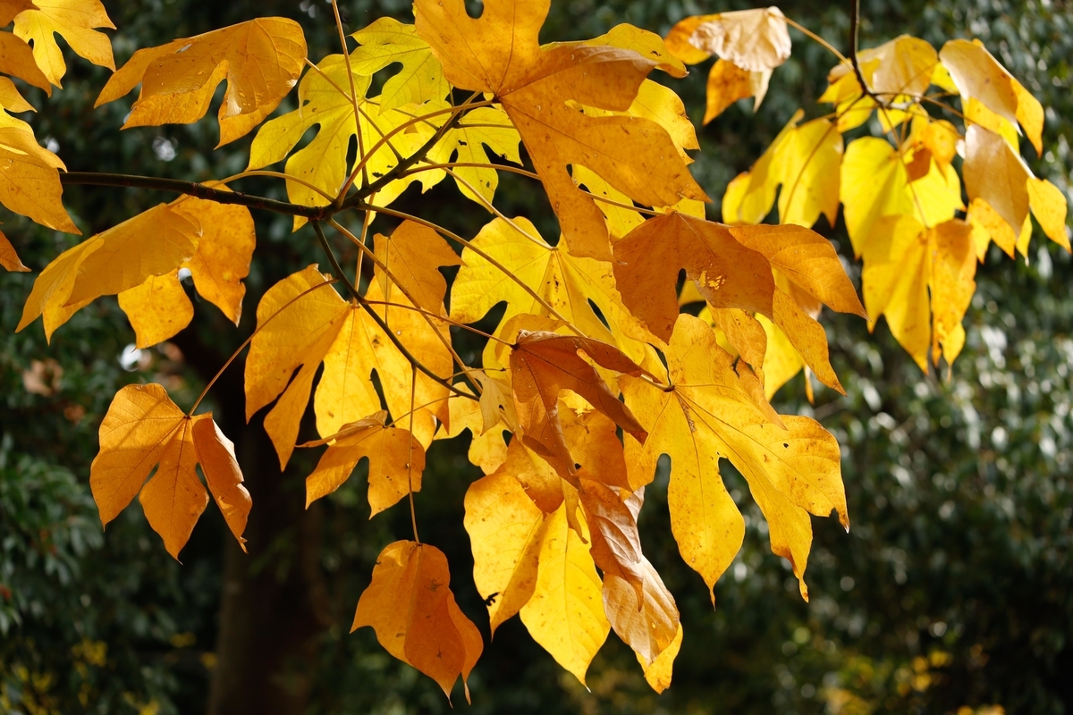 公園樹紅葉 - INDIANSUMMER 四季の自然と植物