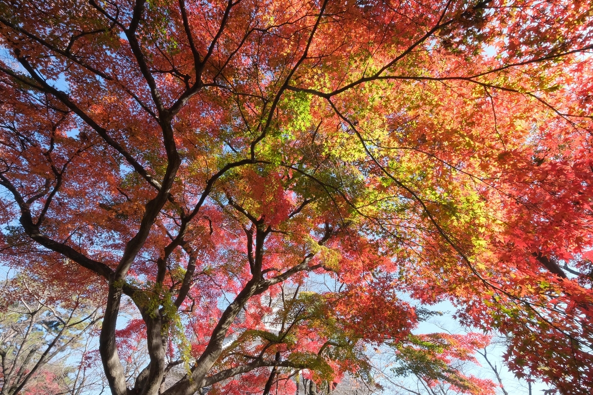 圧巻 イロハモミジ - INDIANSUMMER 四季の自然と植物