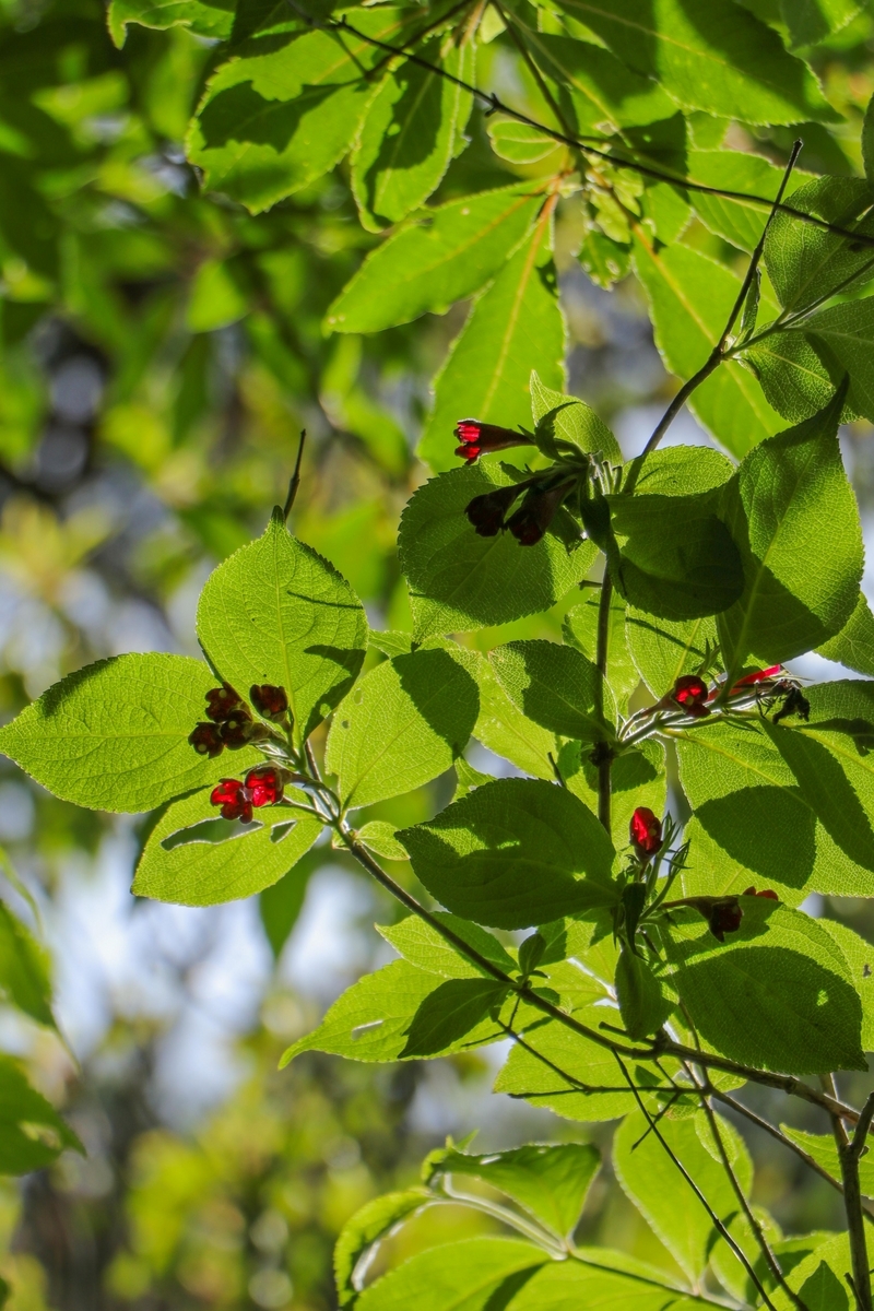 ウツギ - INDIANSUMMER 四季の自然と植物