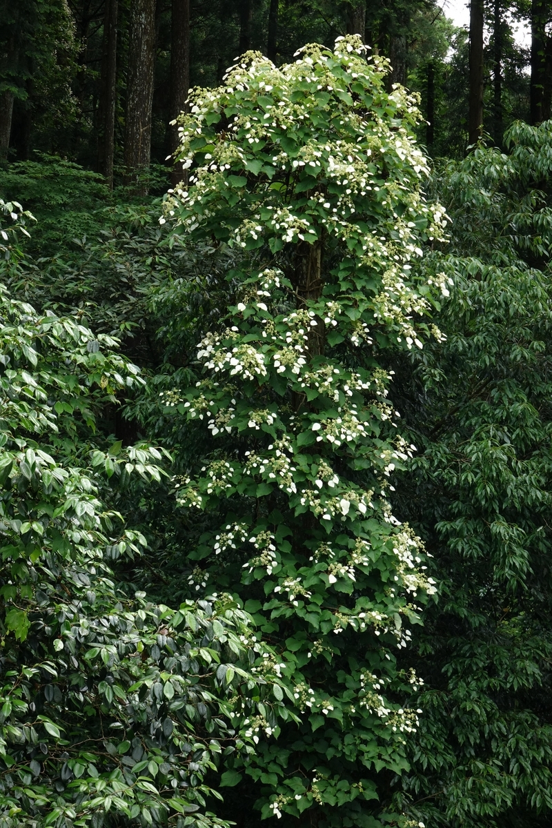 その他観葉植物 Momiji 全商品一覧/ 人気の観葉植物、お祝いギフト、移転祝い、開店祝い
