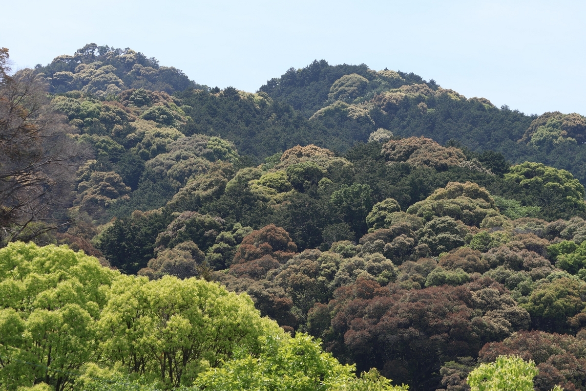 魅力的な 照葉樹の森 四季の自然と植物 INDIANSUMMER - 人文