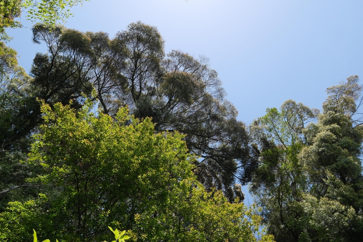 Field Selection 5 夏の樹木 1991年7月30日発行 Field Selection 5 夏の樹木 1991年7月30日発行 本