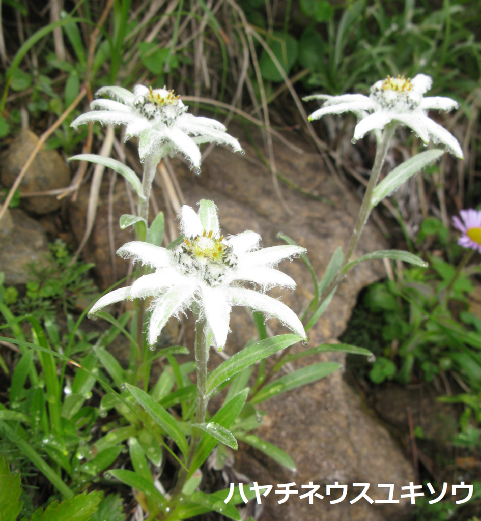 f:id:Jodel-nozomi:20170713000401p:plain f:id:Jodel-nozomi:20170713000401p:plain