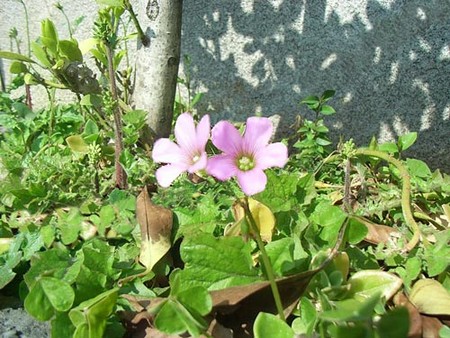 f:id:JohnMcClane:20080513201232j:image f:id:JohnMcClane:20080513201232j:image