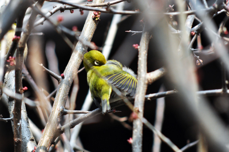 f:id:Johnnobi:20110207105658j:image