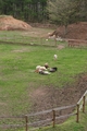 [動物]内山高原の馬