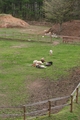 [動物]内山高原の馬