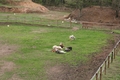 [動物]内山高原の馬