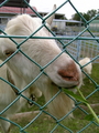 [動物]長野牧場の山羊