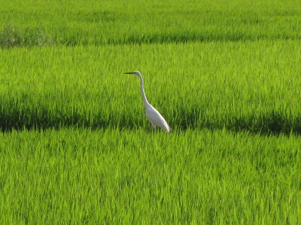 白鷺？