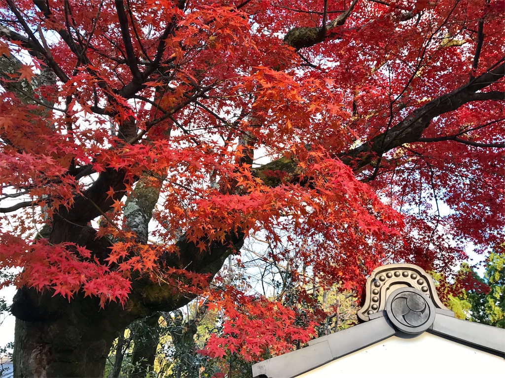 f:id:Juka:20171125023112j:image