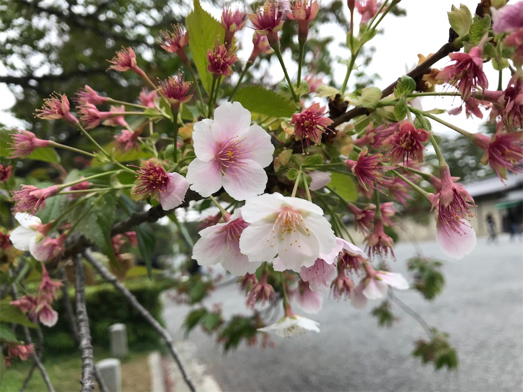 f:id:Juka:20180425004053j:image