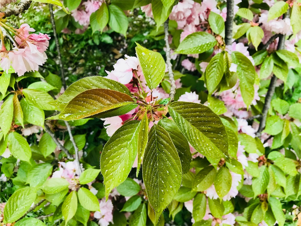 f:id:Juka:20180425225056j:image