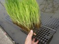 ポット苗