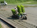 ベース稲植え