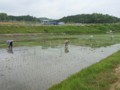 田植え