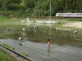 田植え