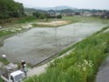 田植え後