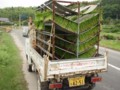 自家製苗運搬車