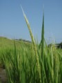 次世代の夢