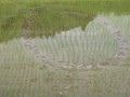 草１本ない田んぼ
