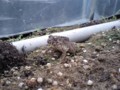 早起きガエル
