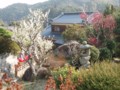 梅の庭(2～3月)