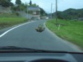 空から降ってきたカエル(2011 上組)