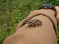 アマガエル（保護色）