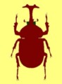カブト虫
