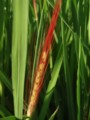 20120825222423
