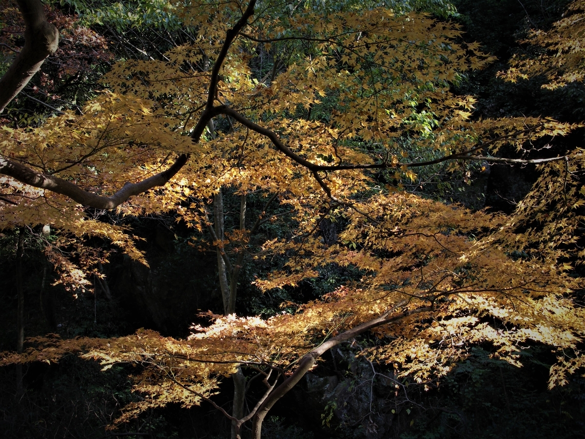 f:id:JunKawamata:20191123160553j:plain f:id:JunKawamata:20191123160553j:plain