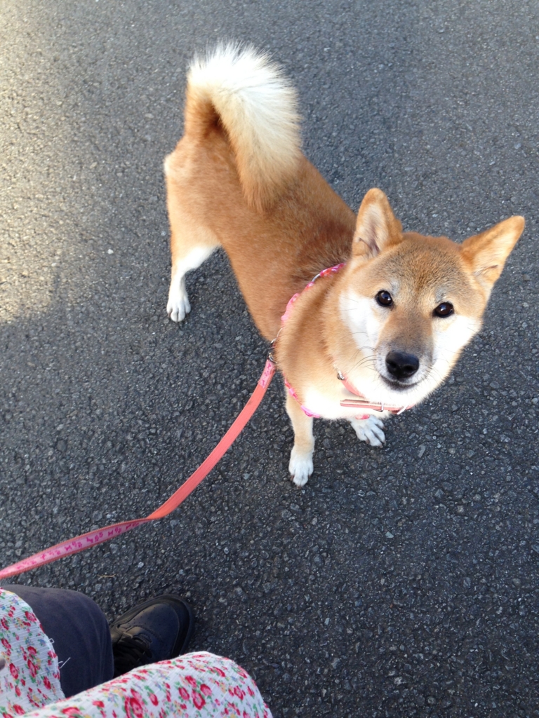 f:id:JunchanObachan:20160710130828j:plain