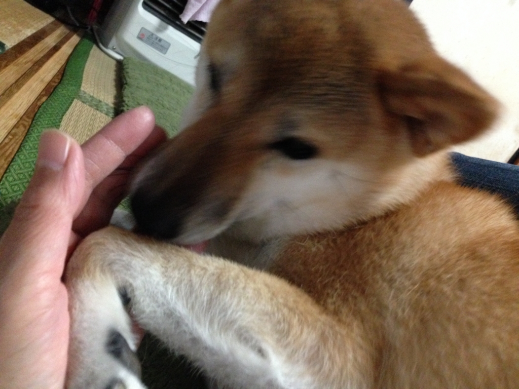 f:id:JunchanObachan:20160923203136j:plain