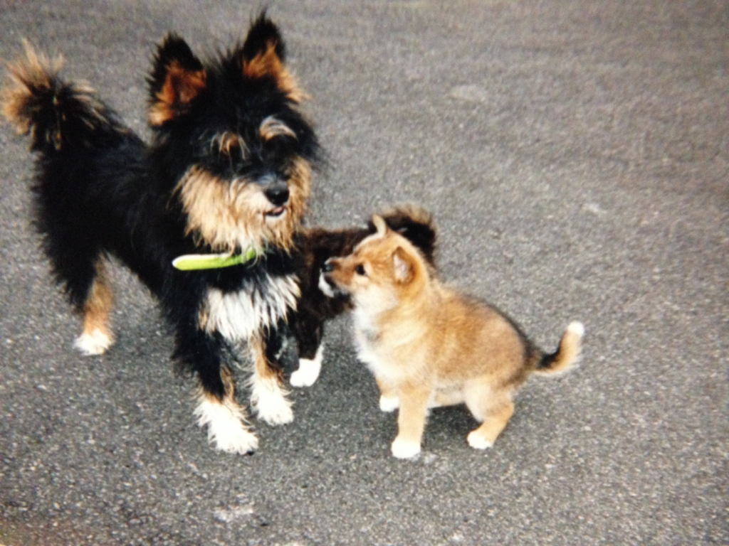 f:id:JunchanObachan:20161016212553j:plain