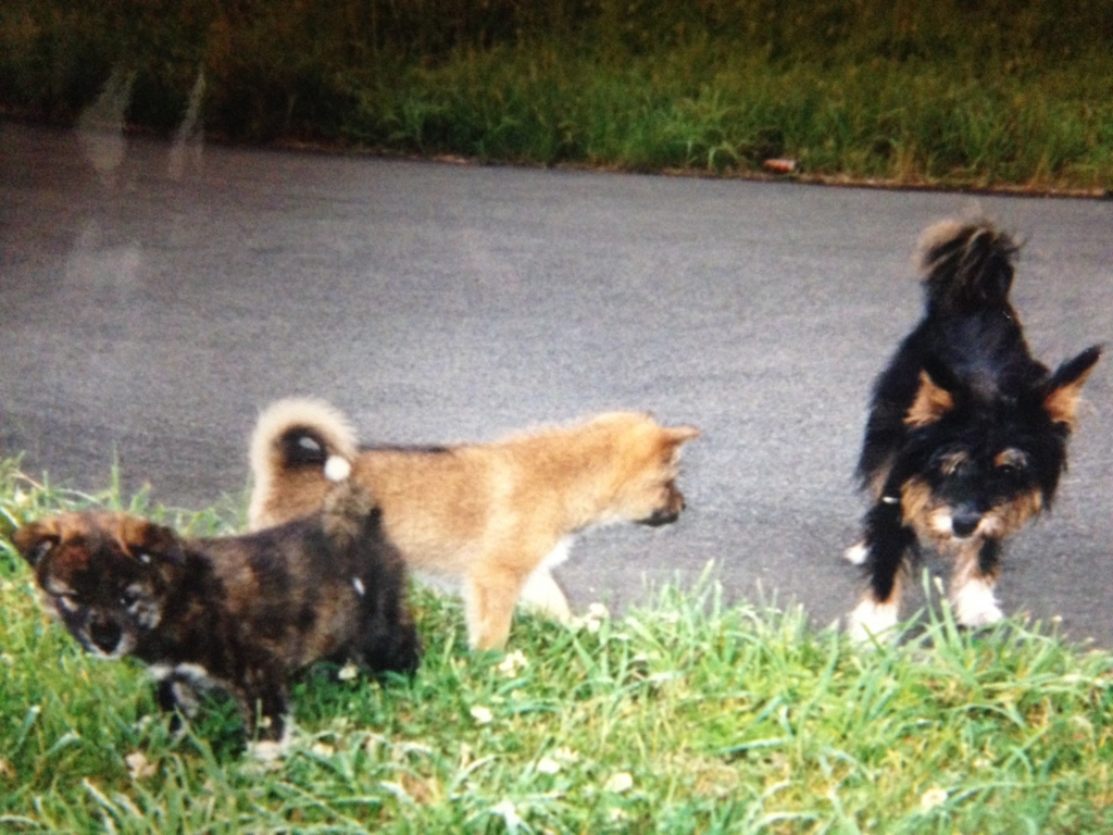 f:id:JunchanObachan:20161016213918j:plain