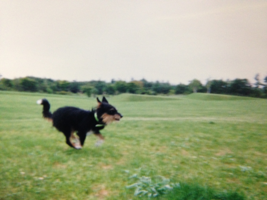 f:id:JunchanObachan:20161016214043j:plain