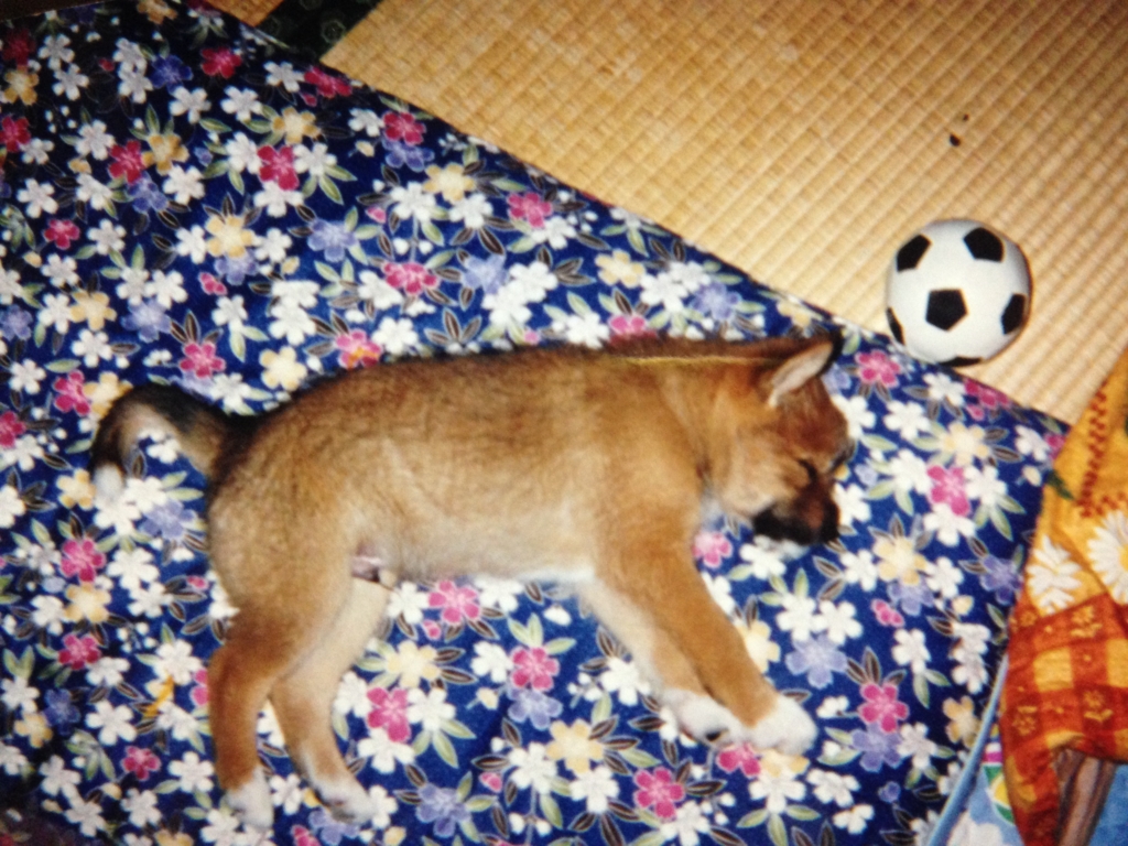 f:id:JunchanObachan:20161016215620j:plain