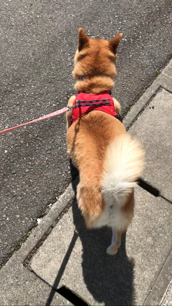 f:id:JunchanObachan:20170428211713p:plain