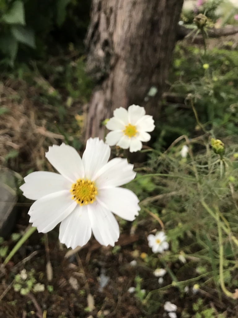 f:id:JunchanObachan:20170923174632j:plain